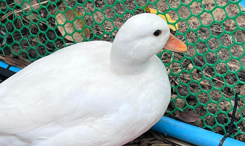 ฟาร์มเป็ด Call duck อุบลราชธานี ณ สวนจรัญ อ้อยอินทรีย์