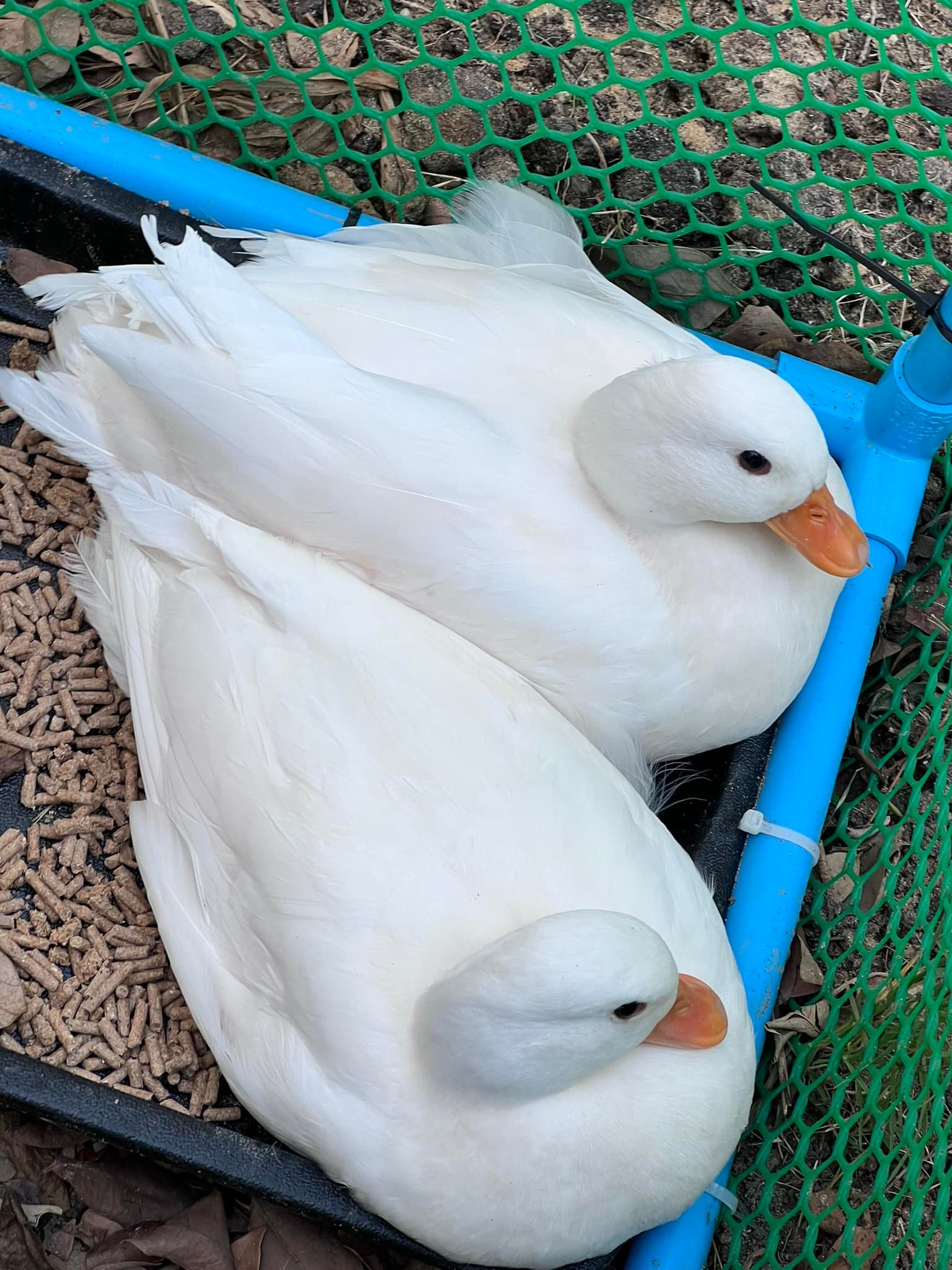 call duck เป็ด อุบลราชธานี call duck เป็ด อุบลราชธานี