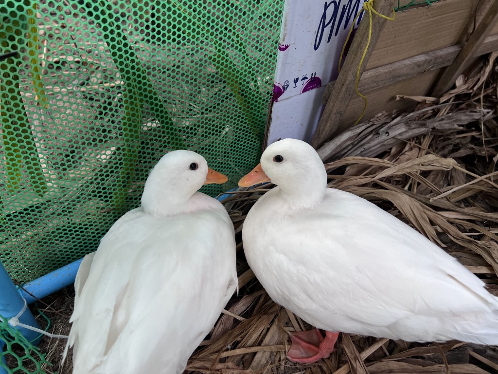 callduck อุบลราชธานี Medium callduck อุบลราชธานี Medium
