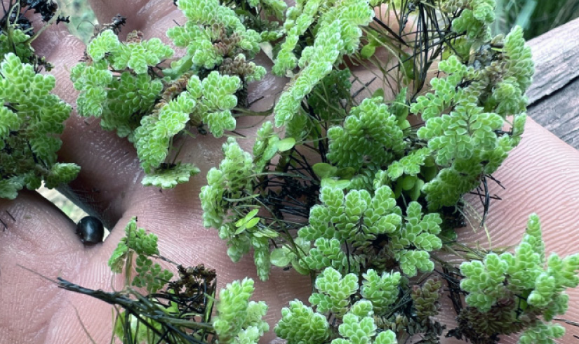 ประโยชน์ แหนแดง (Mosquito fern) ปุ๋ยธรรมชาติ ที่ชาวเกษตร ต้องรู้