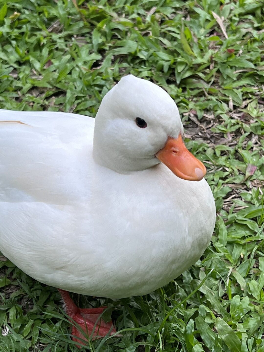 ฟาร์ม callduck อุบลราชธานี 2