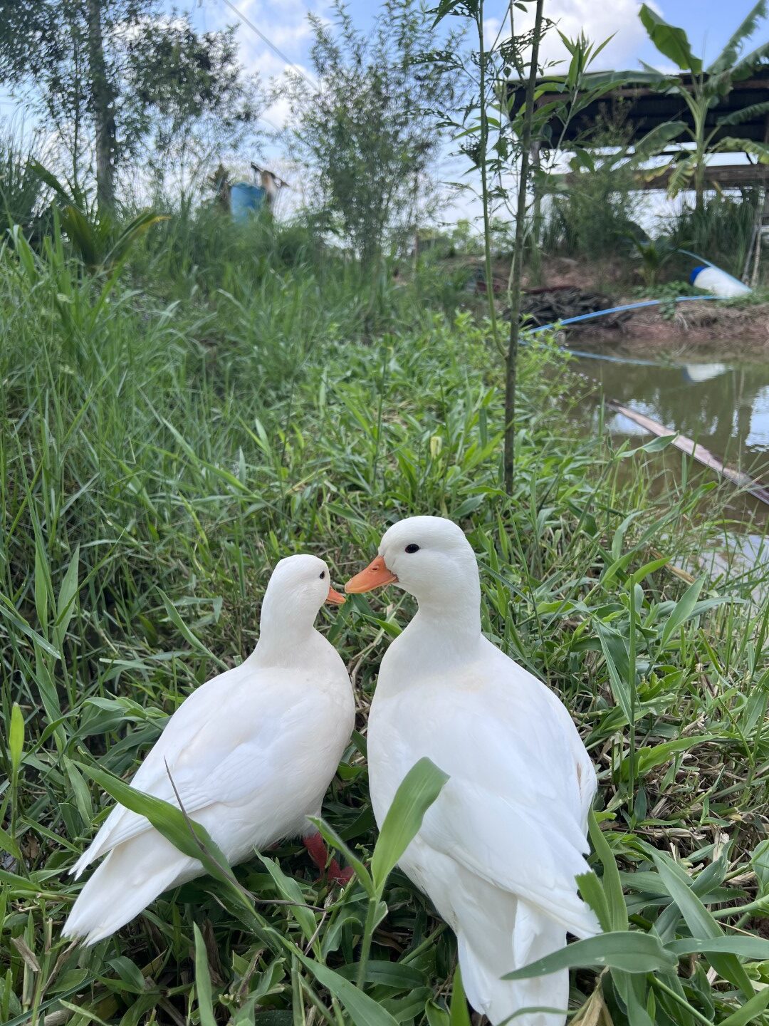ฟาร์ม callduck อุบลราชธานี 3