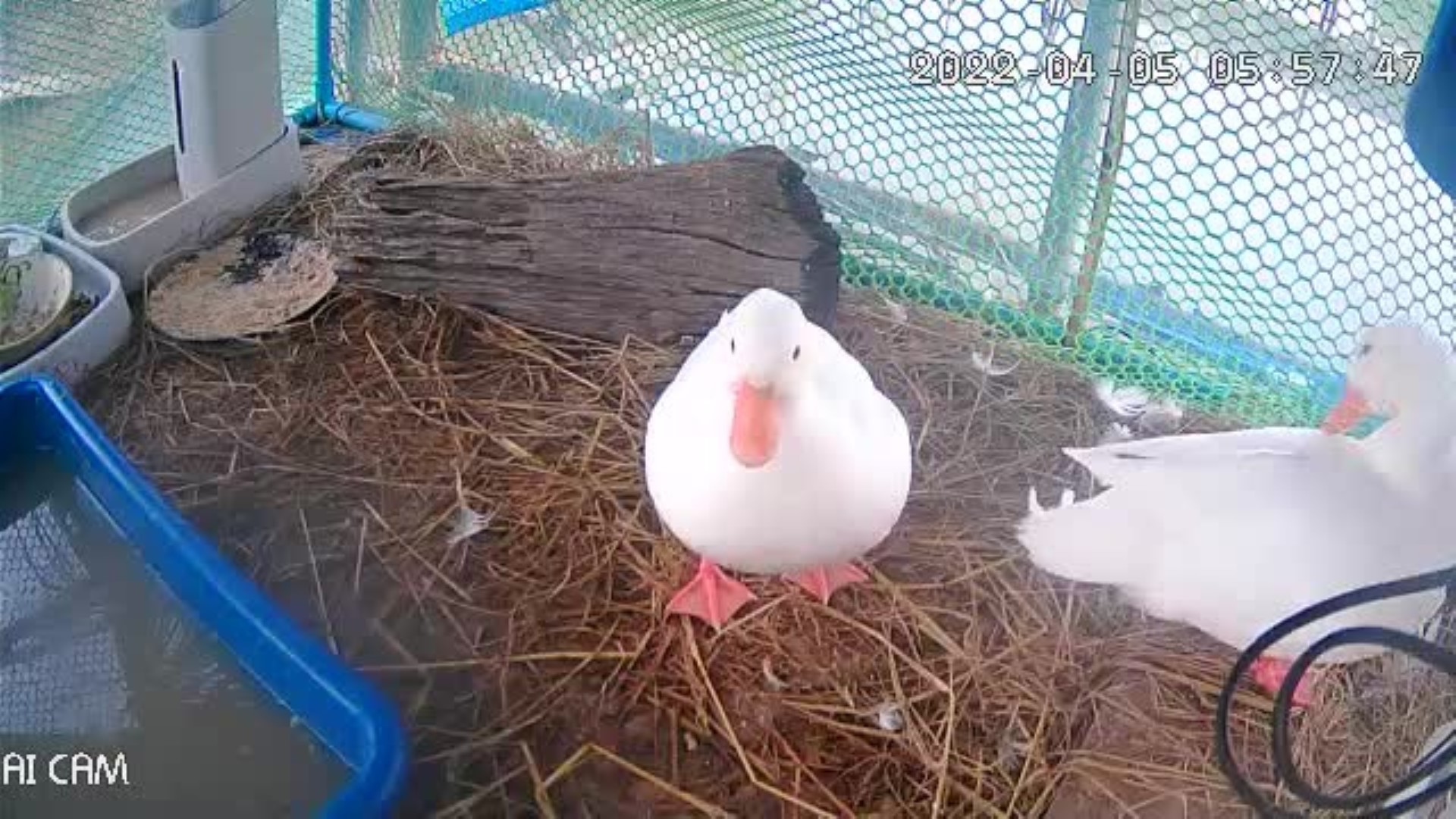 ฟาร์ม callduck อุบลราชธานี 4