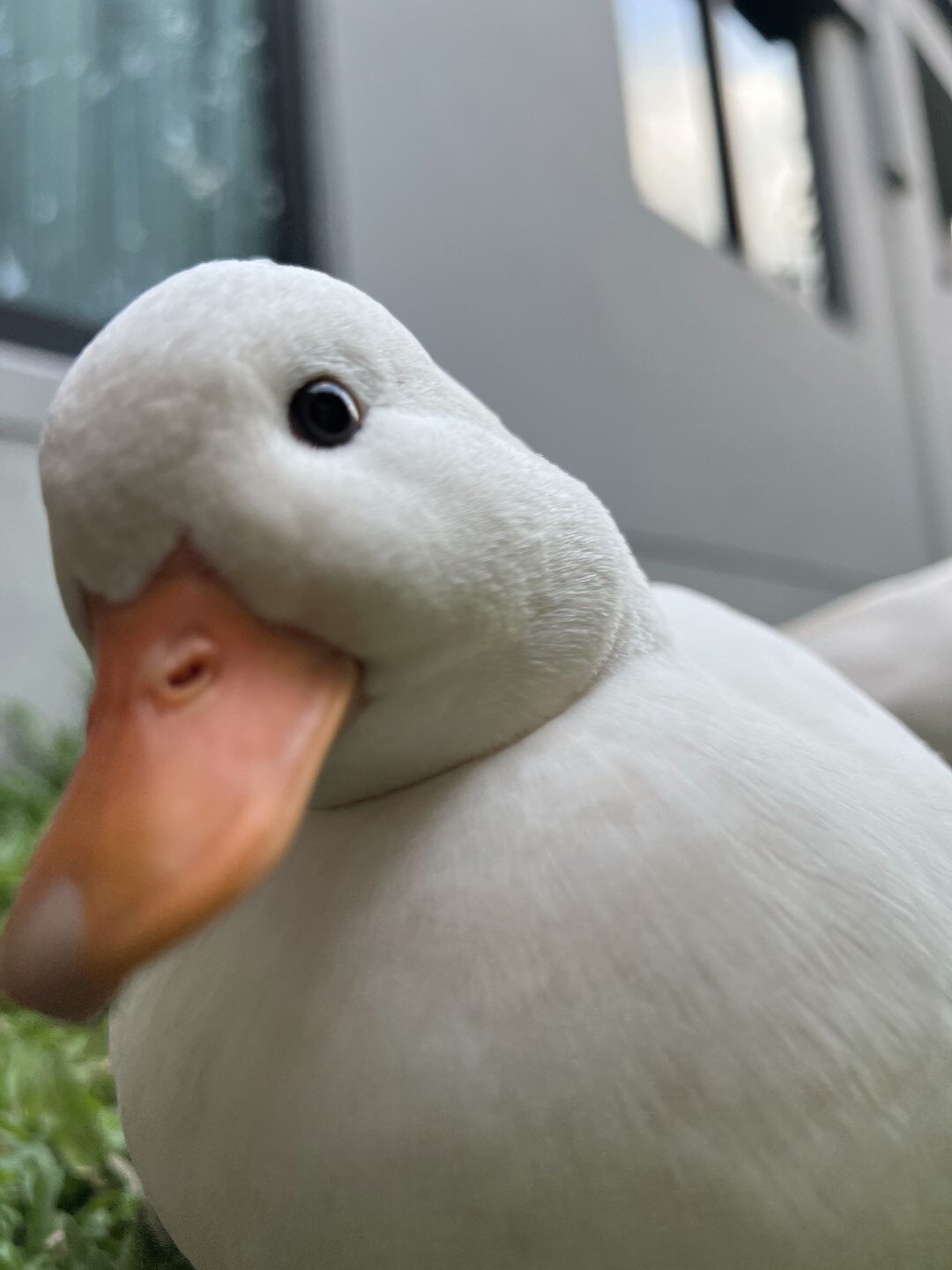 ฟาร์ม callduck อุบลราชธานี