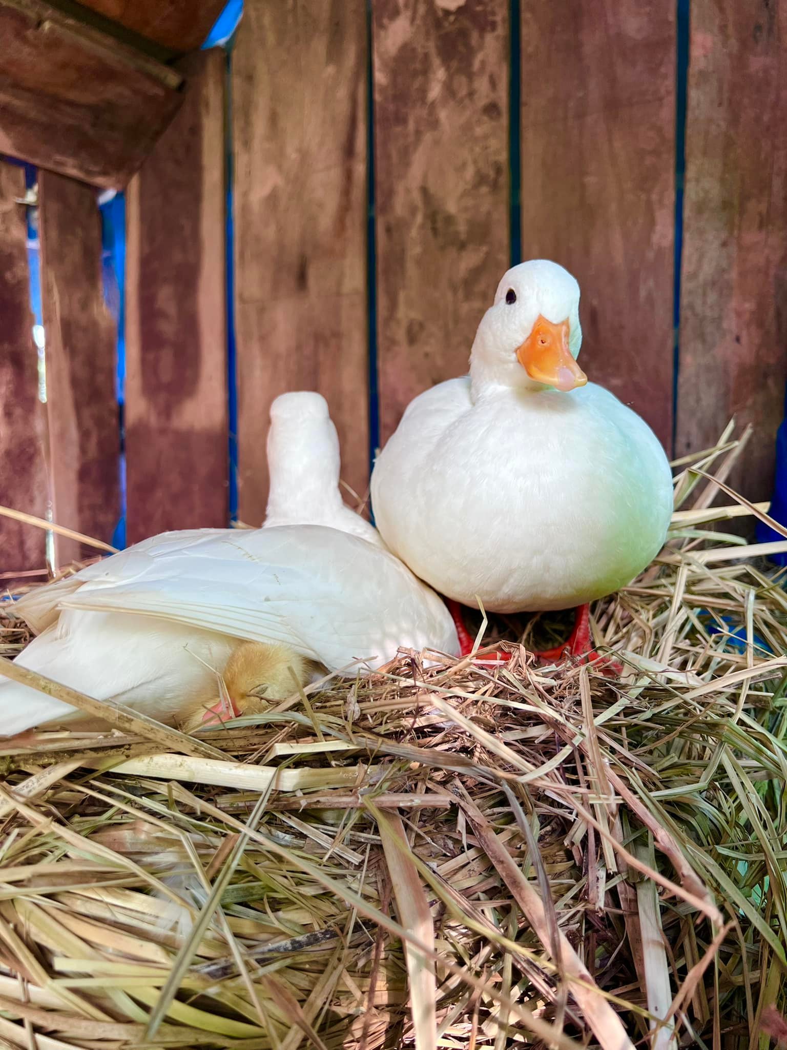 คอลดั๊ก ตุ๋นโล้ callduck farmbaandin สวนจรัญอ้อยอินทรีย์ 1