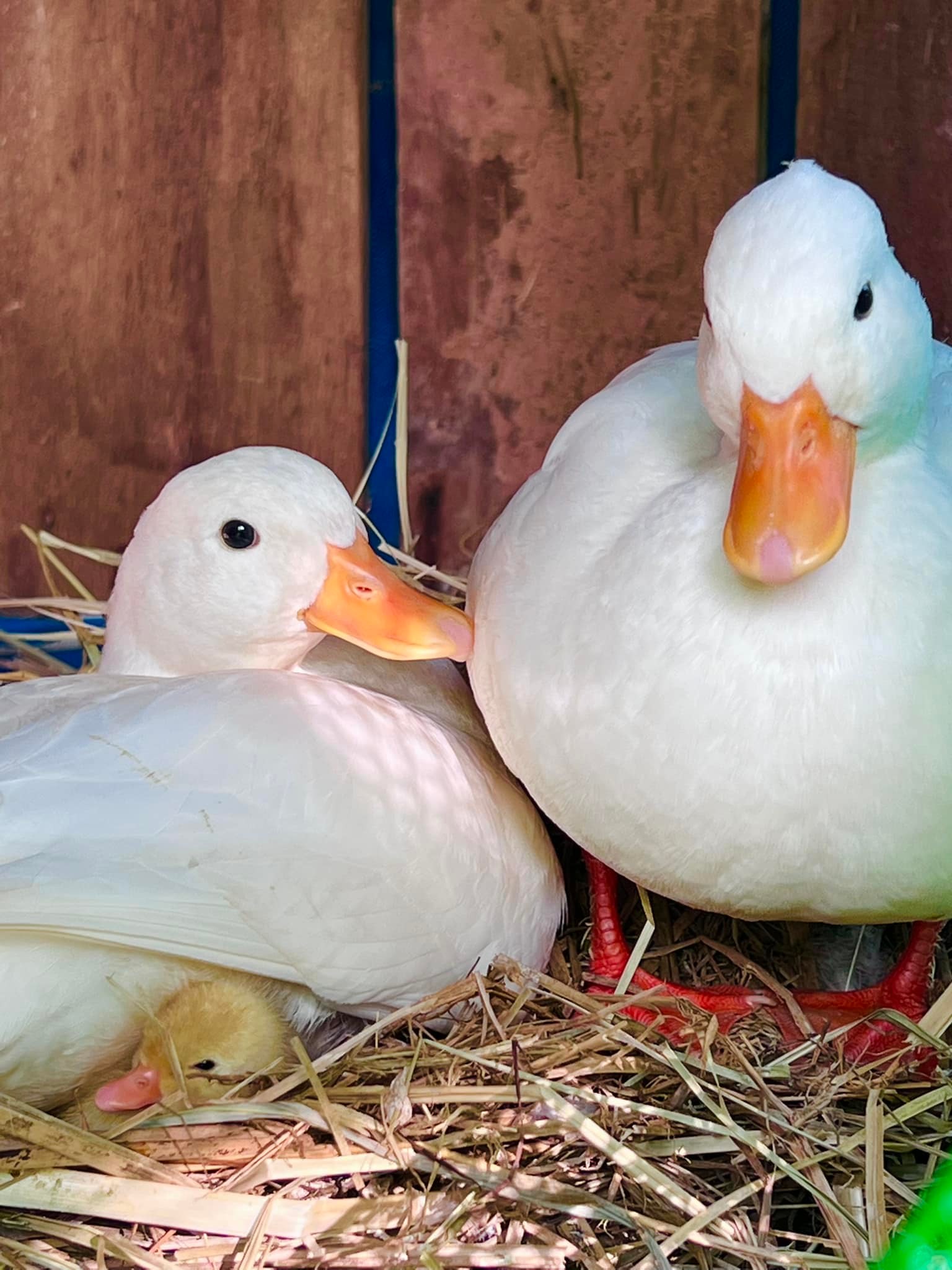 คอลดั๊ก ตุ๋นโล้ callduck farmbaandin สวนจรัญอ้อยอินทรีย์