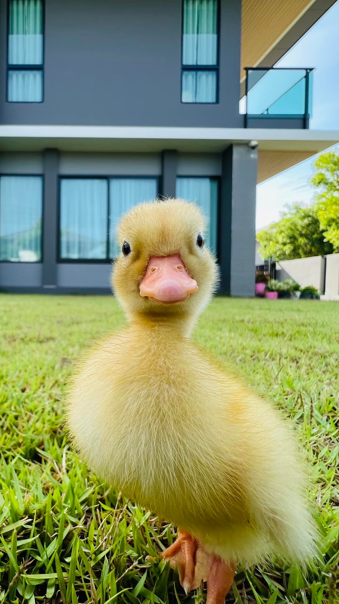 คอลดั๊ก callduck farmbaandin สวนจรัญอ้อยอินทรีย์