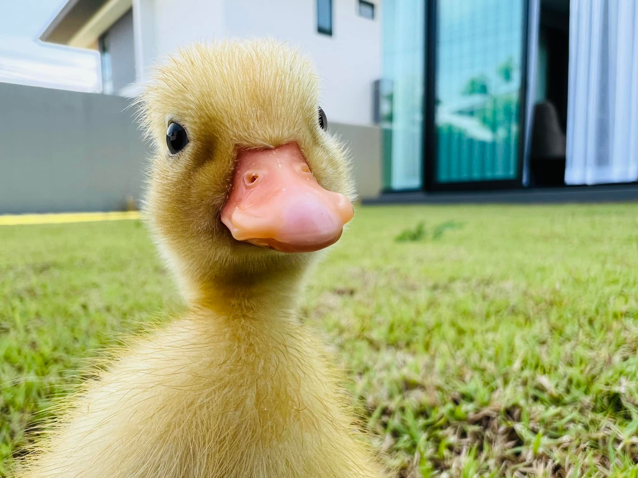 callduck farmbaandin สวนจรัญอ้อยอินทรีย์